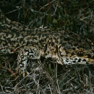 Night Lizard, Building 112, San Nicolas Island