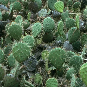 Opuntia oricola, East of Towers Canyon, South side, San Nicolas Island