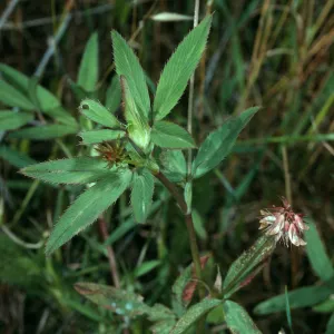 Trifolium palmeri, Northeast coastal flats, San Nicolas Island