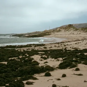 Phyllospadix, On beach, Old Barge Landing, Just east of navfac grade, San Nicolas Island
