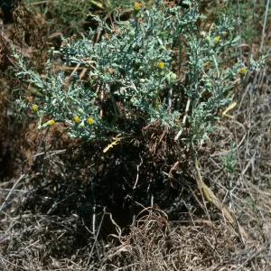 Malacothrix, East of Corral Harbor, San Nicolas Island
