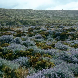 Lupine scrub, Near Corral Harbor, San Nicolas Island