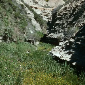 Cotula coronopifolia, Canyon by Dump, San Nicolas Island