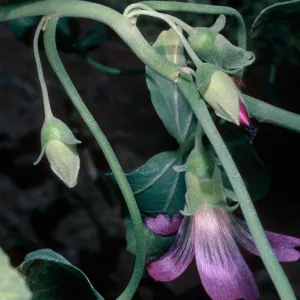 Lavatera lindsayi, (from outer islet) Guadalupe Island