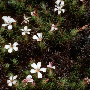Leptodactylon veatchii, Cedros Island