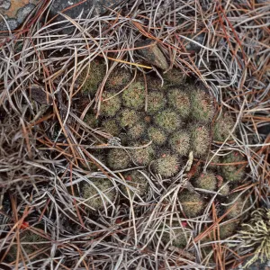 Mammillaria, Cedros Island