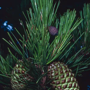 Pinus, Cedros Island