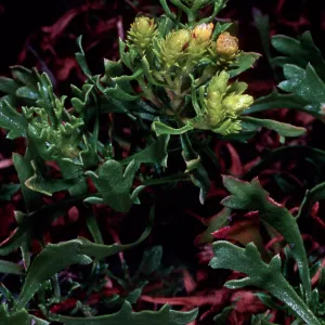 Haplopappus, Cedros Island