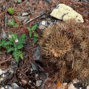 Phacelia, pines, northwest side of Cedros Island