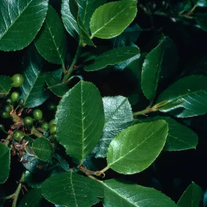 Rhamnus pirifolia, Cottonwood Canyon, Santa Cruz Island