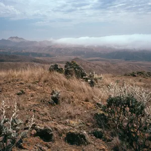 Hazardia detonsa from North ridge, near Δ“John”, Christy barn & fog, Santa Cruz Island