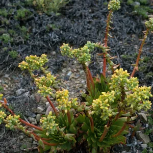 Dudleya greenei, South end of Christy Beach, Santa Cruz Island