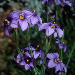 Sisyrinchium belum, Santa Barbara Botanic Garden