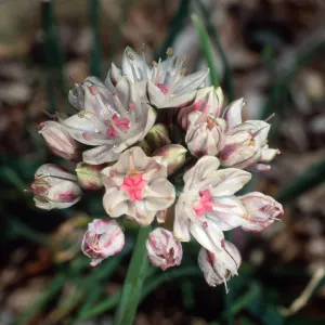 Allium, Santa Barbara Botanic Garden