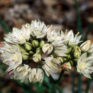 Allium, Santa Barbara Botanic Garden