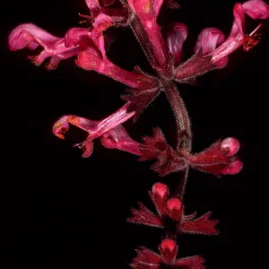 Stachys chamissonis