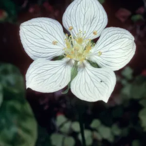 Parnassia, waterfall, Salmon Creek, Monterey County