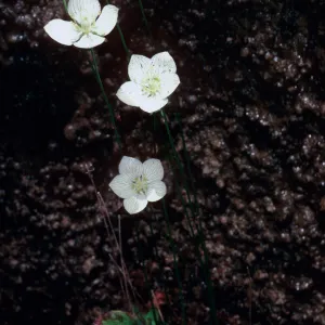 Parnassia, waterfall, Salmon Creek, Monterey County