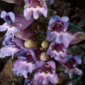 Penstemon speciosus, head of Wyman Canyon, White Mountains, upper Owens Valley