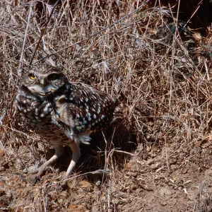 Burrowing Owl, Middle Canyon, Santa Barbara Island
