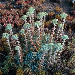 Dudleya traskiae, West of Cat Canyon, Santa Barbara Island
