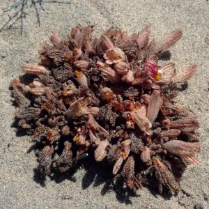 Orobanche californica grandis, West of Oso Flaco Lake, Oceano Dunes California State Park