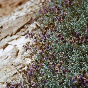 2/ Lupinus (Lupine), 65-91 & SN-8