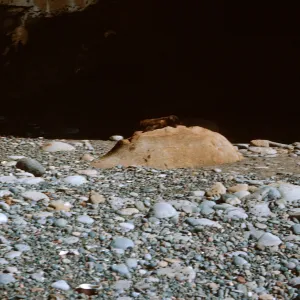 3/ Sea Lion pup on rock, Sea Lion Beach, 65-103 & SN-20
