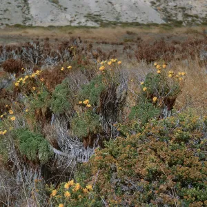 6/ Coreopsis gigantea in flower, 65-120 & SN-37