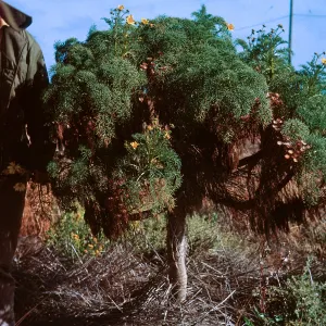 6/ Coreopsis gigantea, 65-122 & SN-39