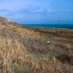 6/ looking North along coastal flat, East of airfield - from above CG Pier