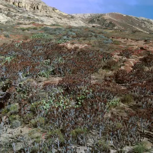 Coreopsis stand & hillside, East of runway - looking Northwest, 65-129 & SN-46