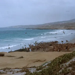 10/ Sea Lions, Abronia in foreground - beach 1 mile Northwest, Dutch Harbor - looking West, 65-150 & SN-67