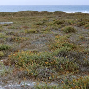 12/ large Composite stand on beach, 1.5 miles Northwest of Dutch Harbor, 65-157 & SN-74
