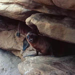 12/ young Sea Lion pups hiding in rock crevice, 65-166 & SN-83