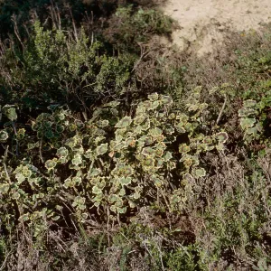 San Nicolas Island, 65-289 & SN-206