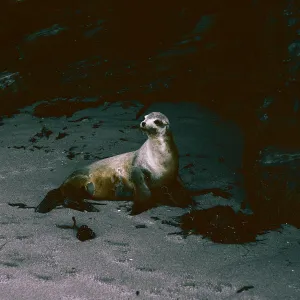 San Nicolas Island, 65-297 & SN-214