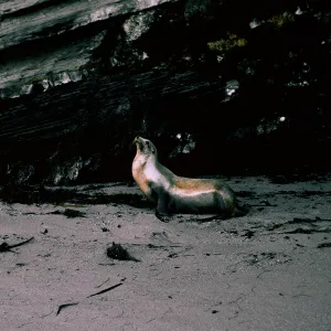 San Nicolas Island, 65-298 & SN-215