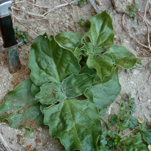 Mesembryanthemum crystallinum L. vegetation, 66-16 & SN-272