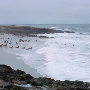Sea Lions taking to water, 66-38 & SN-294