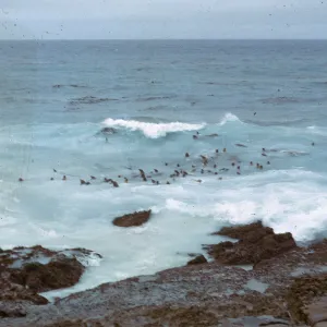 Sea Lion herd in water, 66-44 & SN-300