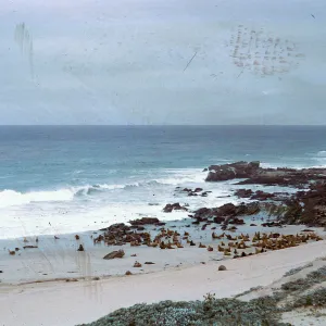 Sea Lion herd, South of the rock crusher, 66-48 & SN-304