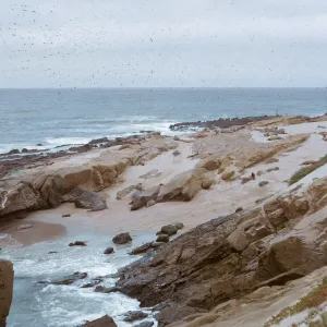 protected beach w/herd of Elephant Seals, 66-51 & SN-307