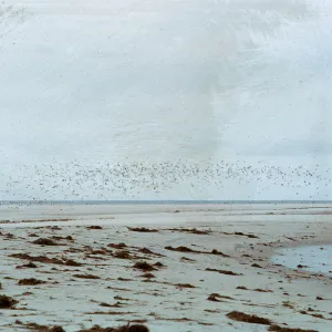 beach - deposits & large airborne flock of gulls, 66-77 & SN-338