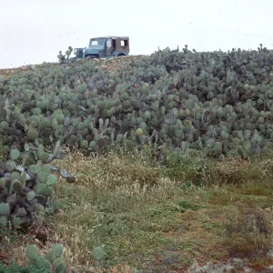 cactus clump - below Receiver Building, 66-102 & SN-358 (Prickly-pear)