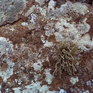 lichen covered rock below Receiver Building,66-104 & SN-360