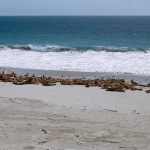 Sea Lion herd on the beach, 66-127 & SN-383