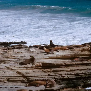 Sea Lions sleeping on the rocks, 66-131 & SN-387