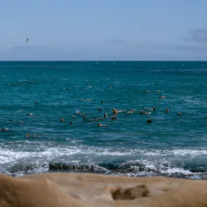 Sea Lions in the water, 66-133 & SN-389