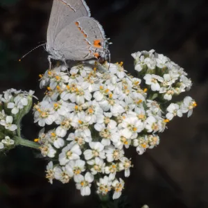 Strymon melinus pudica, butterfly on Achillea (yarrow), common hairstreak, Santa Barbara Botanic Garden